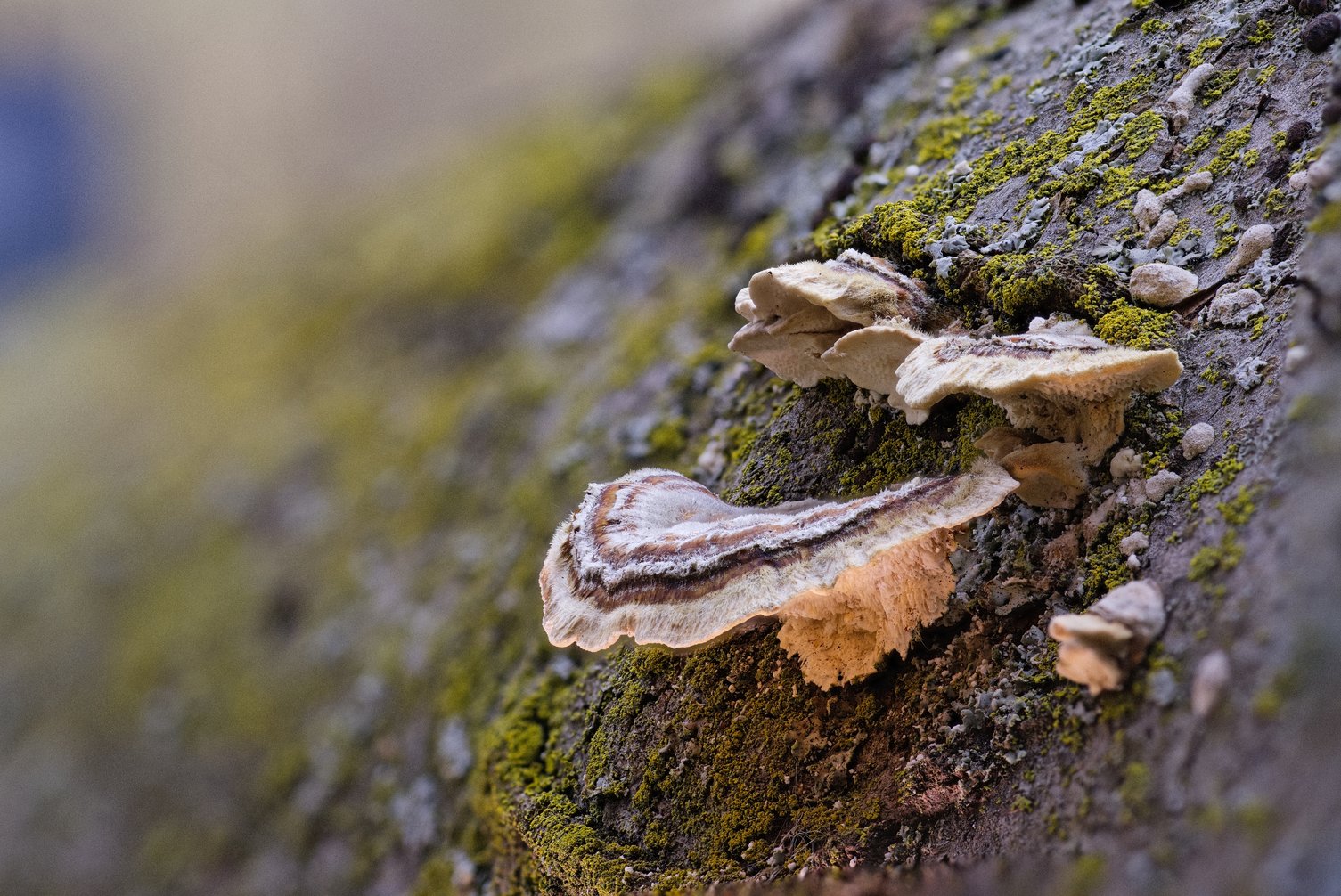 A close-up macro photograph of bracket fungi (polypores) growing on mossy, lichen-covered tree bark. Several fan-shaped fungal caps display distinctive layered bands of white and brown along wavy, toothed margins, with a fuzzy white edge. Bright green moss and pale gray lichen dot the textured bark surface. The shallow depth of field blurs the soft, warm-toned background, while directional sunlight highlights the gills and textured underside of the fungi.